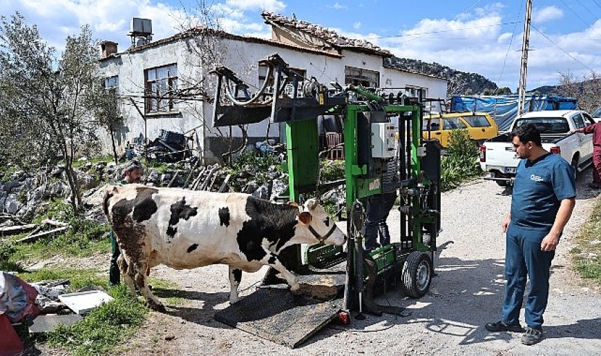 Büyükşehir’den Gündoğmuşlu üreticilere tırnak bakım desteği