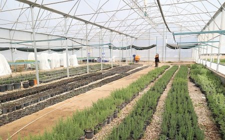 Büyükşehir’den Alanya’nın coğrafi işaretli keçiboynuzuna destek