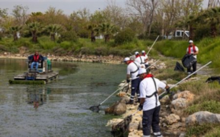 Çakalburnu Lagünü’nden Körfez’e yayılan yosunlara yoğun müdahale