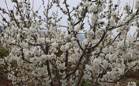 Kiraz hasreti bu sene bitiyor