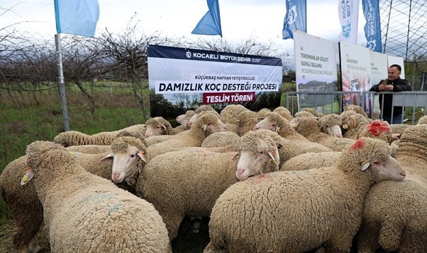 Büyükşehir’den hayvancılığa damızlık koç desteği