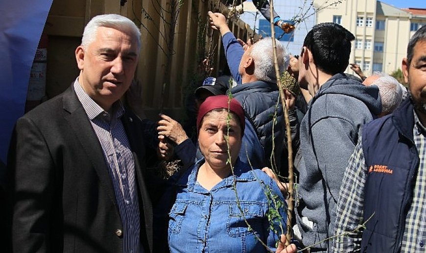 Bergama’dan Üretime Büyük Destek: Ahlat Ağaçları Aşılandı, Binlerce Fidan Dağıtıldı