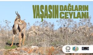 hatay-dag-ceylanlarinin-gelecegi-icin-yeni-adimlar-atiliyor.jpg