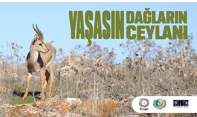 hatay-dag-ceylanlarinin-gelecegi-icin-yeni-adimlar-atiliyor.jpg