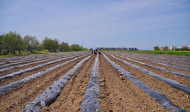 ayvalik-uretim-ve-pazarlama-kooperatifinden-ornek-proje-cilekten-recele-uzanan-yolculuk.jpg