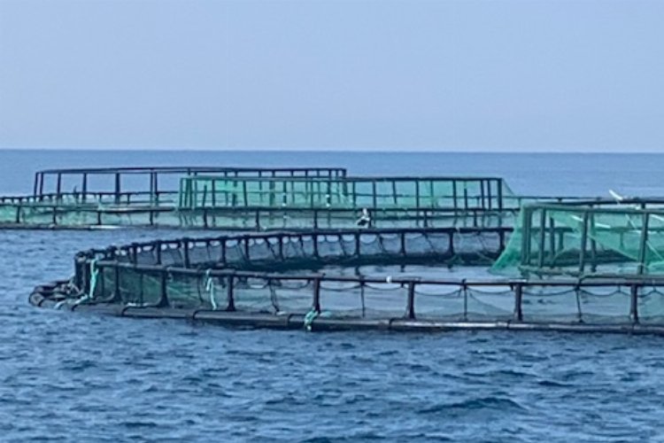 Didim’de balık çiftliklerini keşfi uzaktan yapıldı