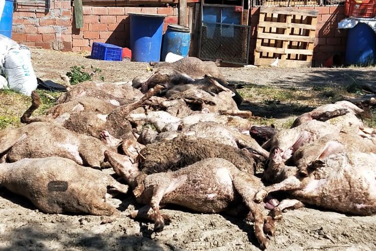 Bursa Mudanya kırsalında başıboş köpek saldırısı: 20 koyun telef oldu!