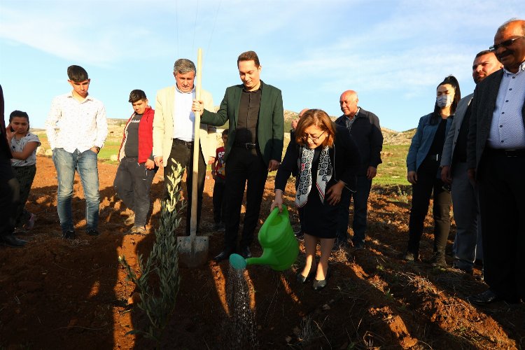 Gaziantep Büyükşehir Nurdağı’nda zeytin fidanlarını toprakla buluşturdu