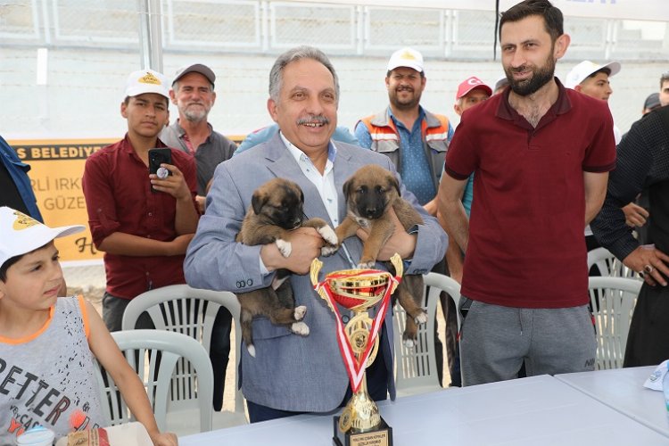 Kayseri Talas’ta Çoban Köpekleri Güzellik Yarışması